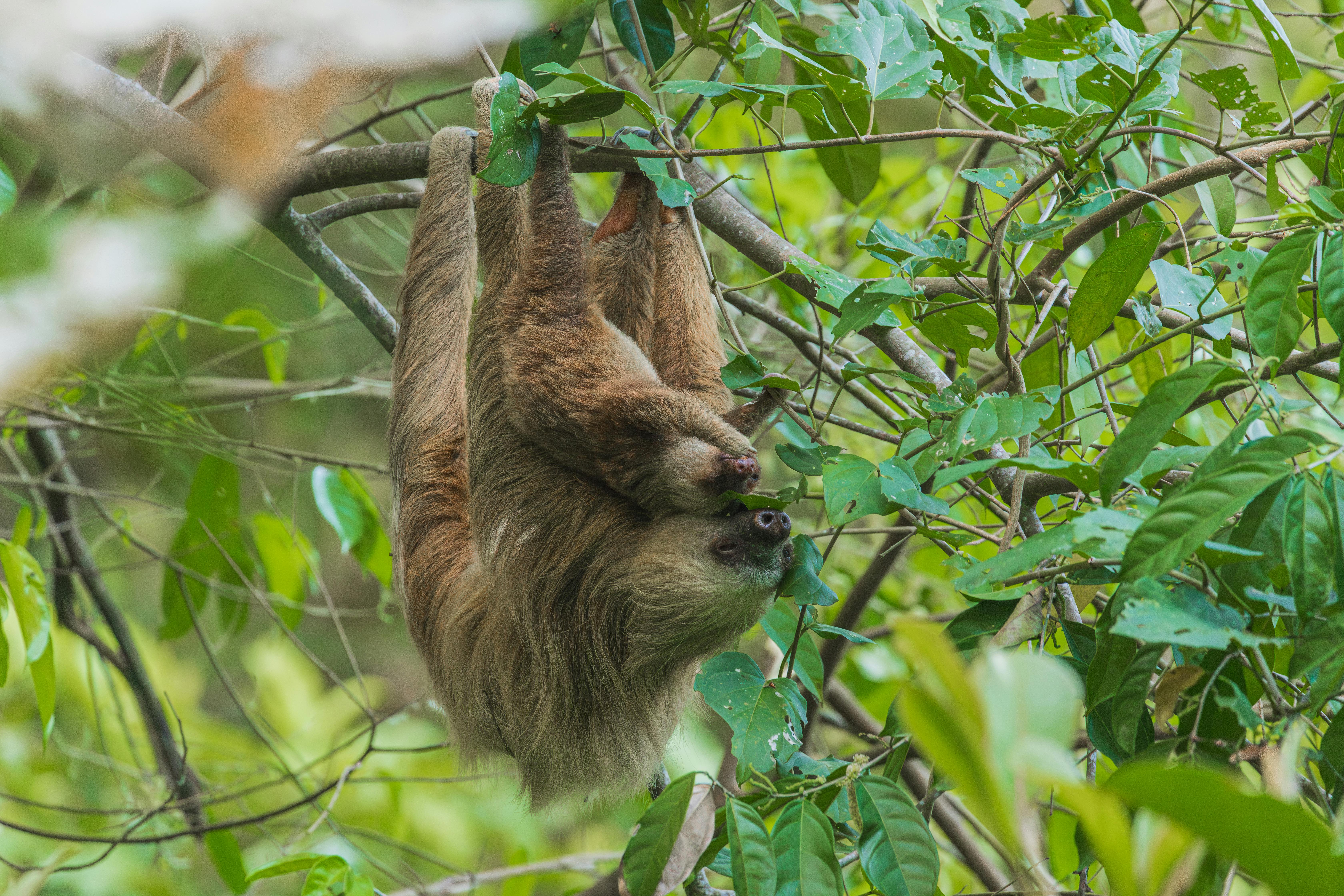 Quepos Sloth