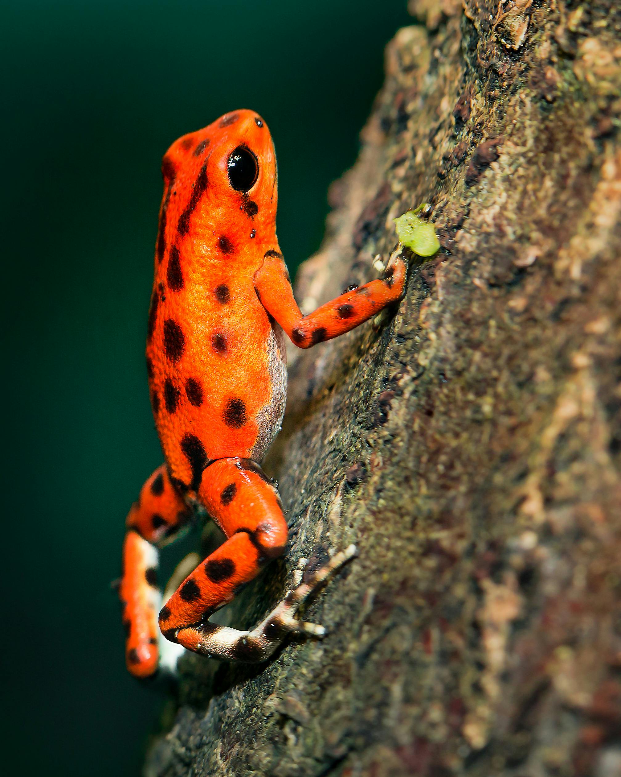 Poison Dart Frogs
